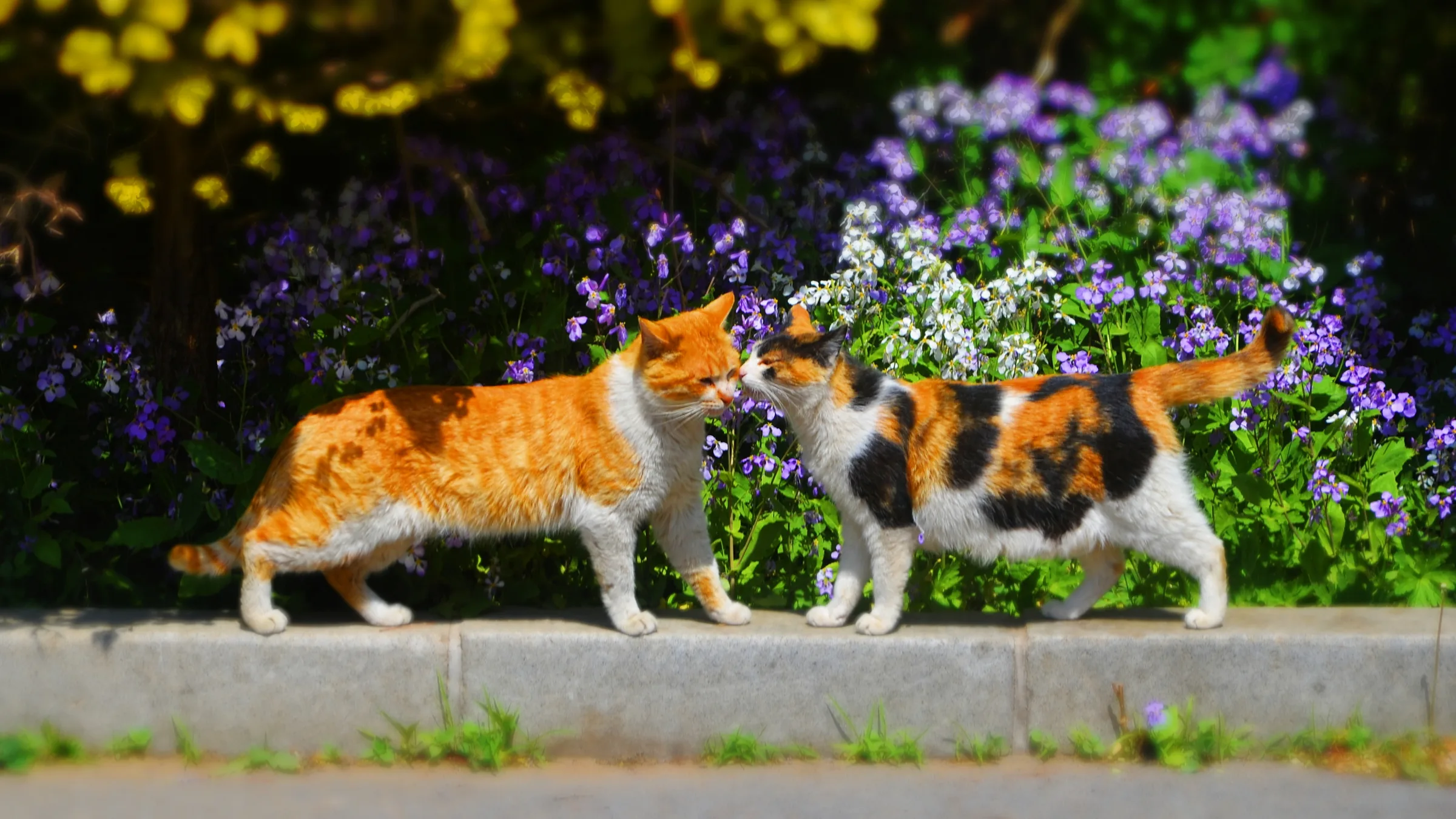 橘白猫与三花猫在石台边鼻尖碰鼻尖