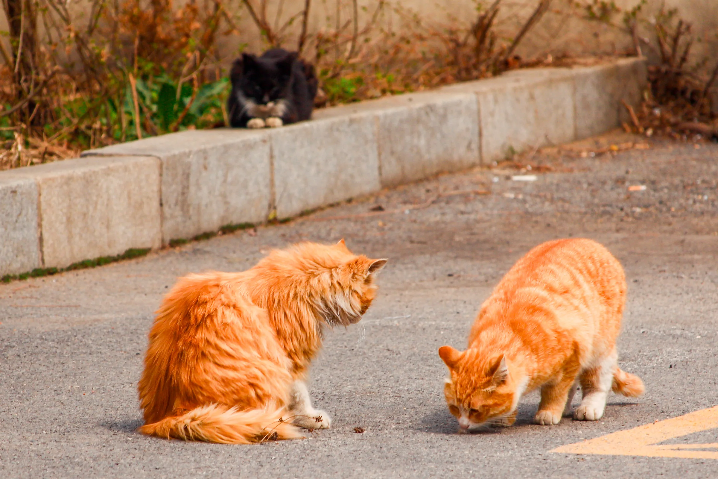 路面上两只橘猫与路沿上一只黑猫