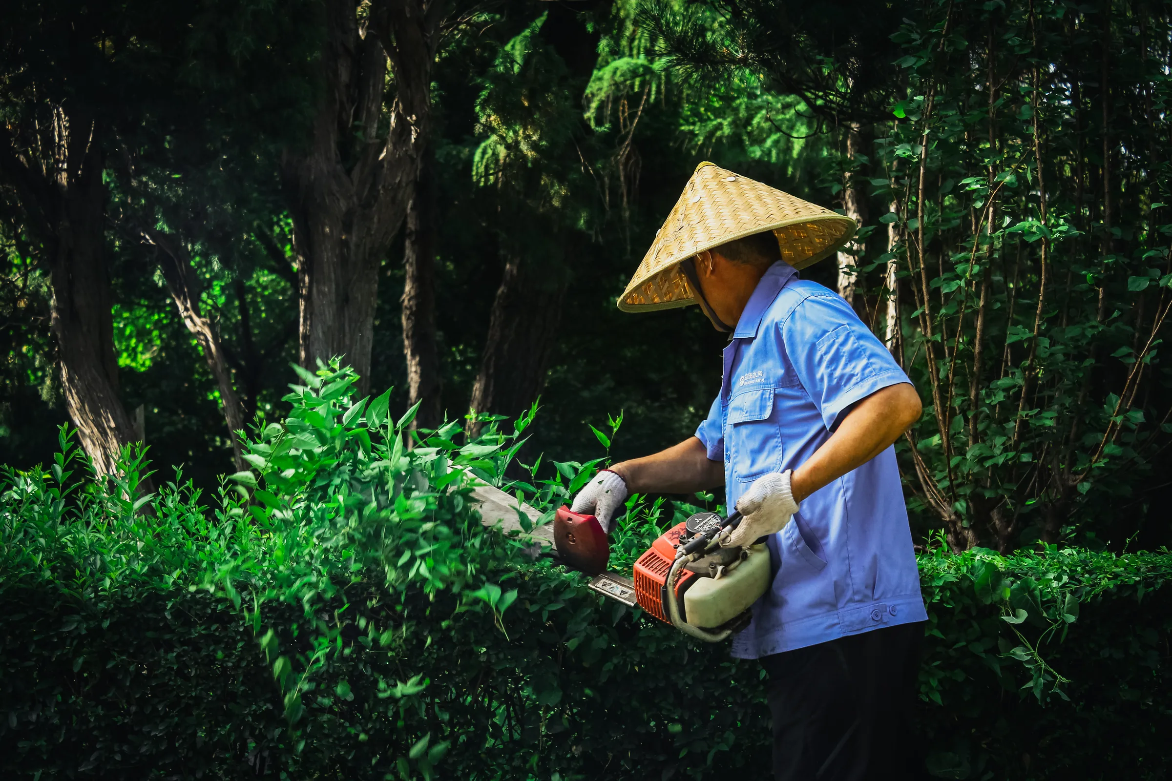 一位戴草帽的人在浓密绿植间浇水