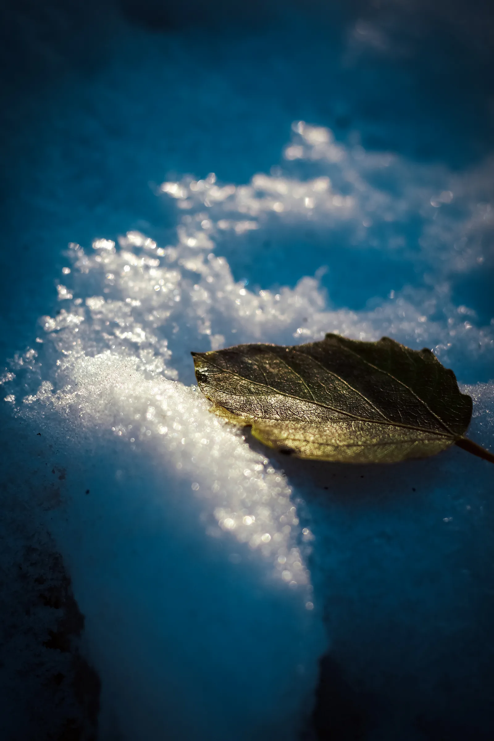 一片枯叶停在蓝色阴影里的雪面上