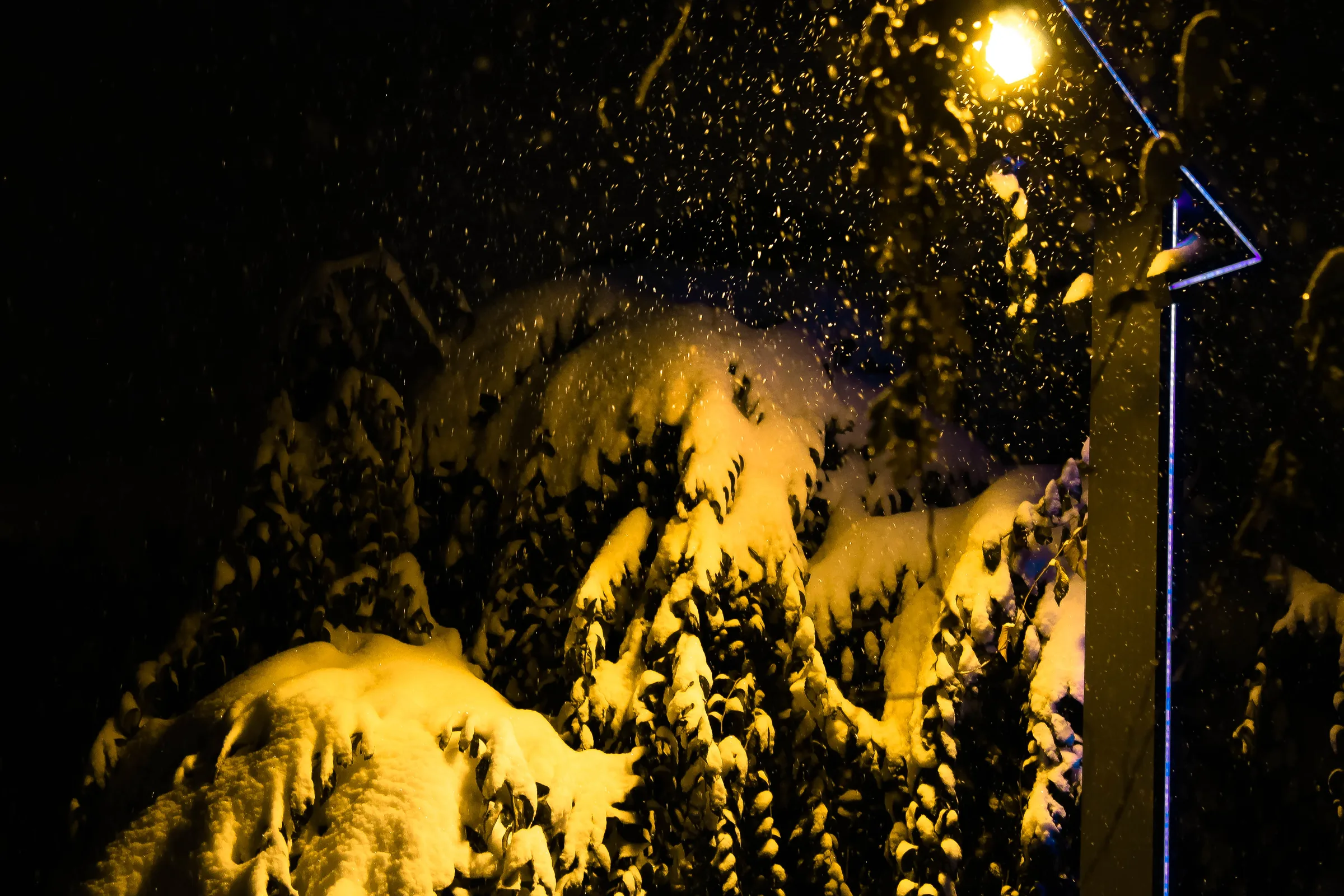 夜色中路灯照亮覆雪的枝叶