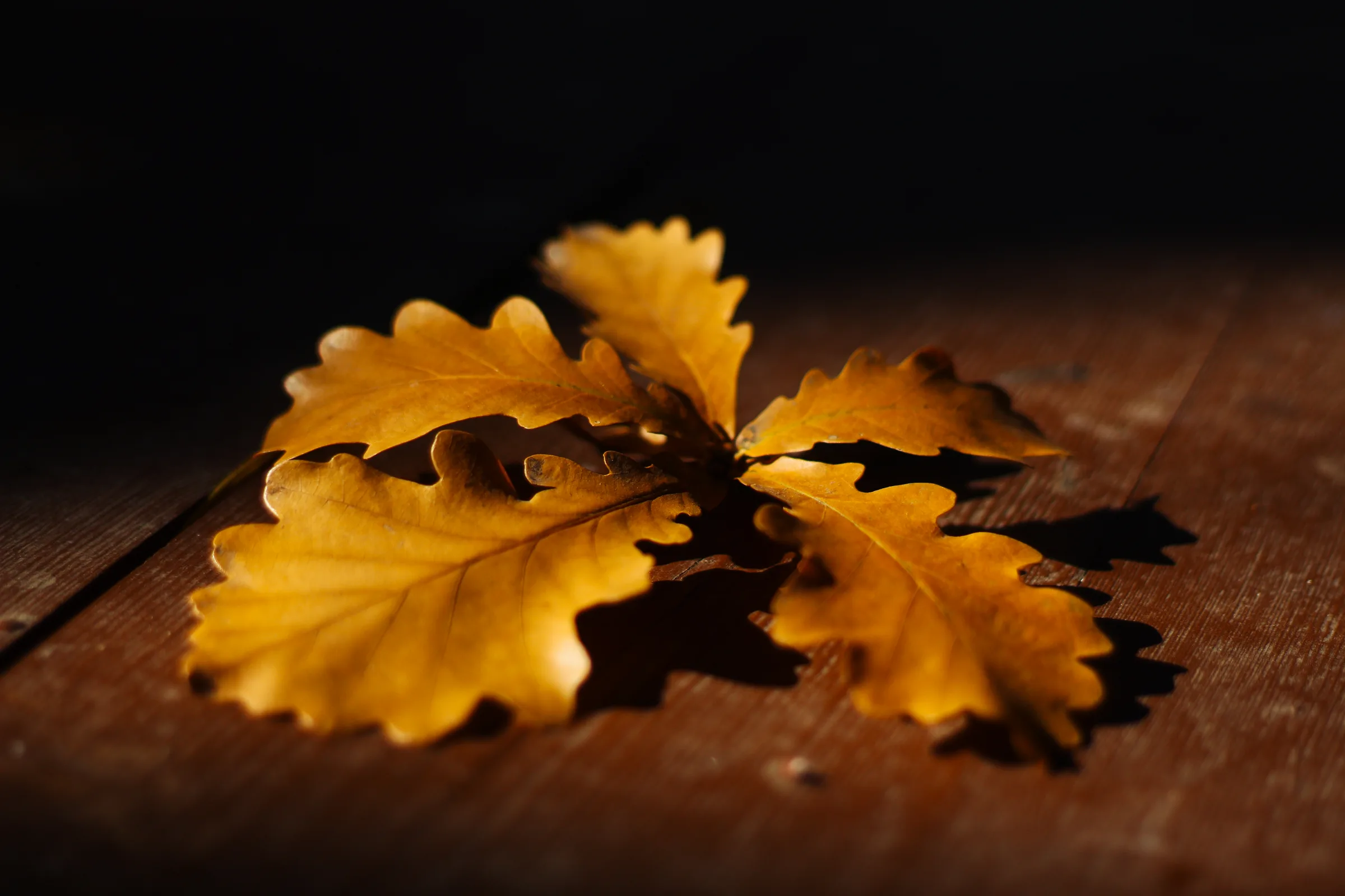 木板上散开的几片橡叶