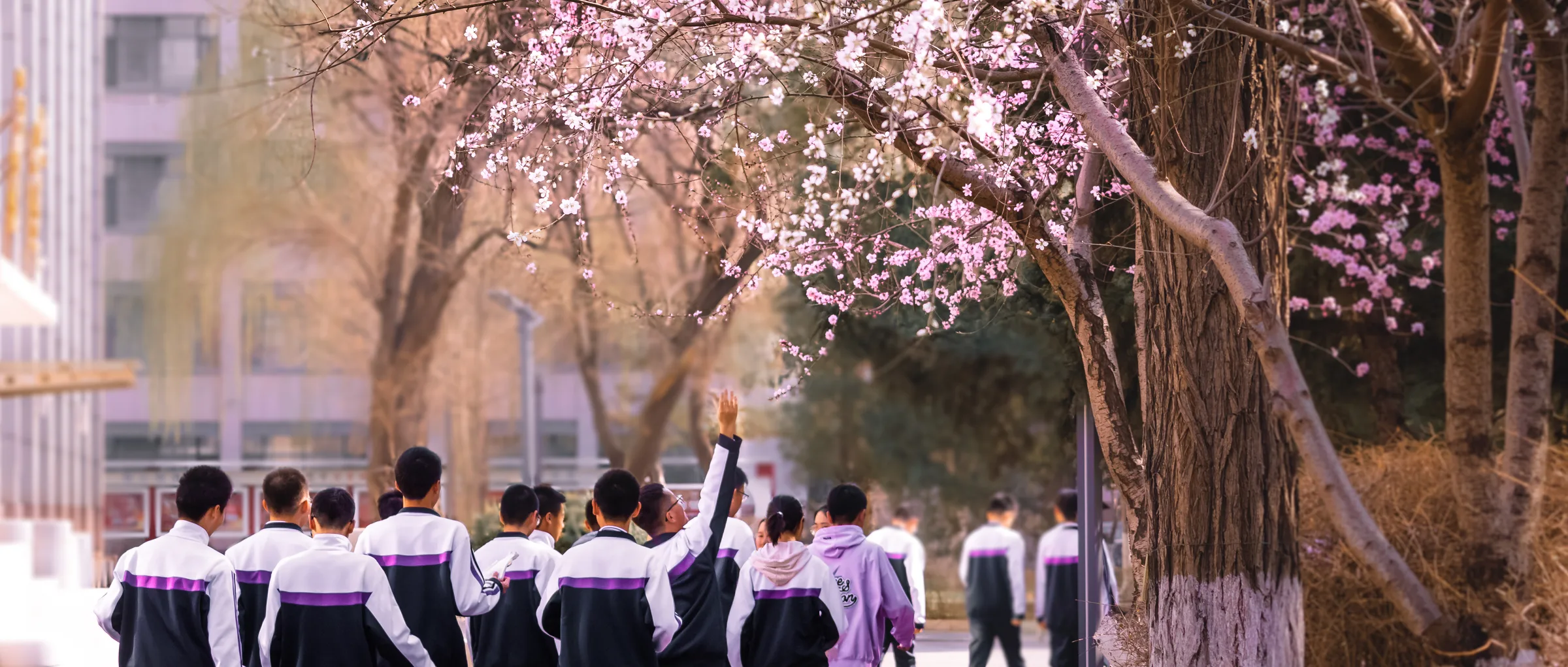 同学们在桃花树下赏花，有人伸手触摸花朵