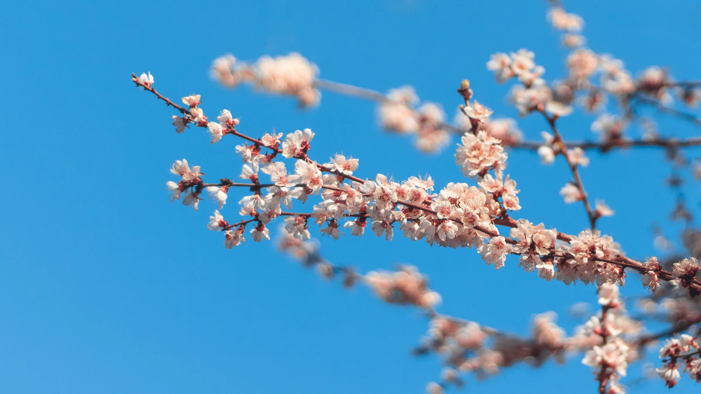 仰拍视角下桃花枝伸向纯蓝天空