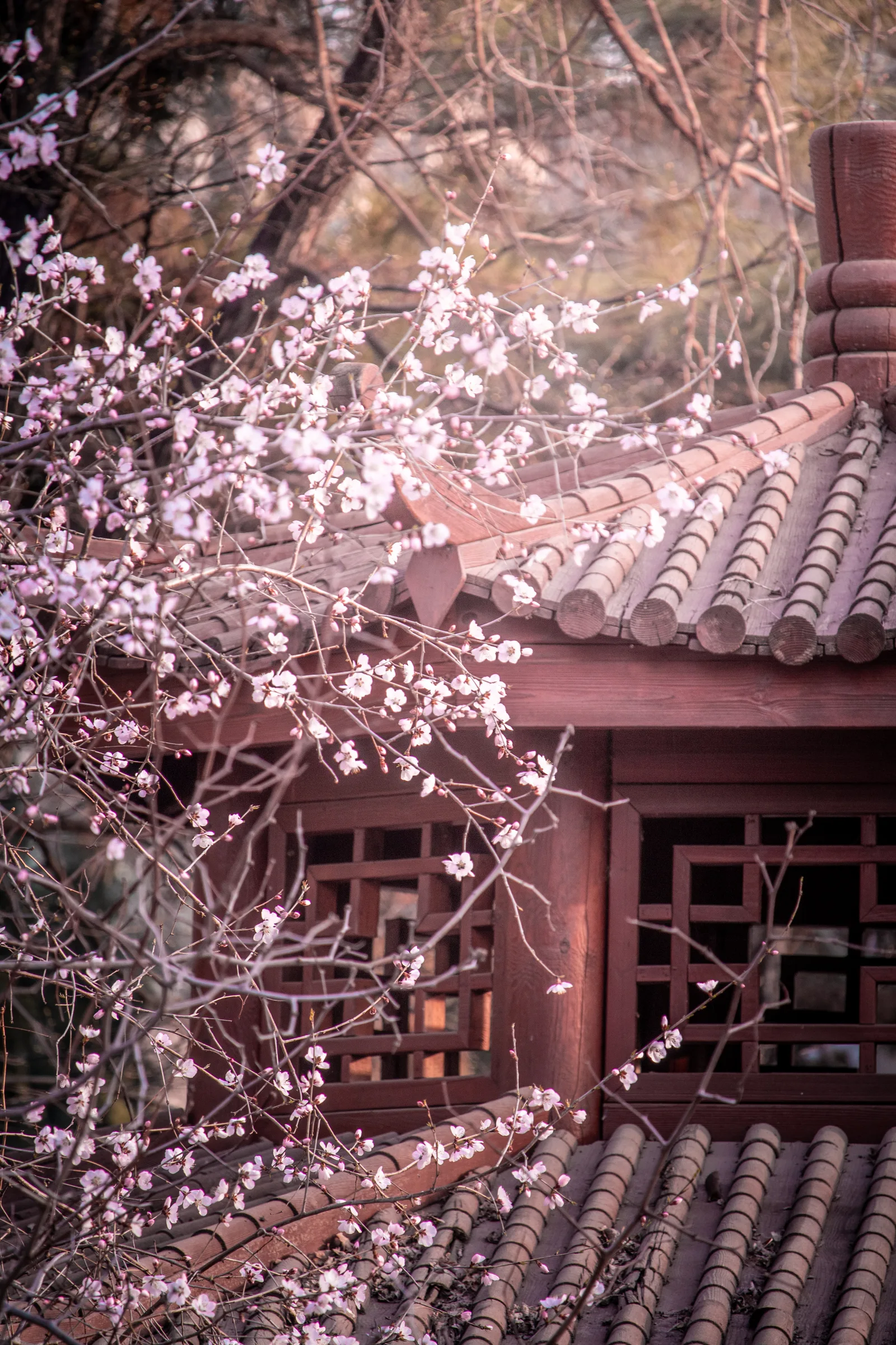 明心亭与映衬的桃花花枝