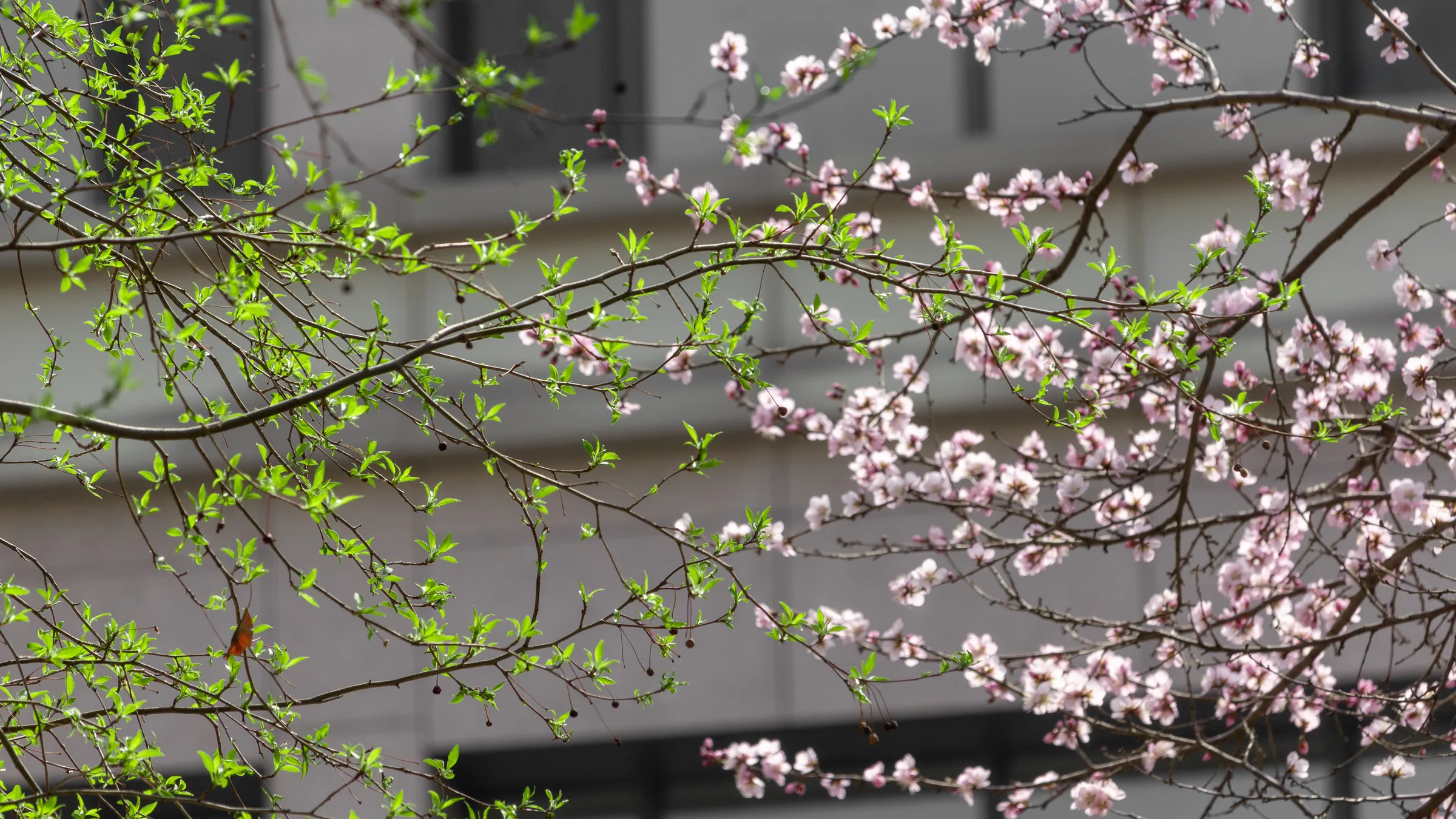 满枝绿芽的树与开满桃花的树在画面中间交汇